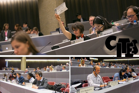 Groupe Dalbergia à l’annexe II de la CITES